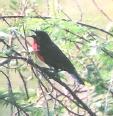 [Red-breasted Blackbird]