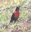 [Red-breasted Blackbird]