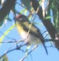 [Rufous-browed Peppershrike]