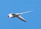 [Red-billed Tropicbird]