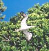 [Red-footed Booby]
