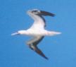 [Red-footed Booby]