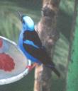 [Red-legged Honeycreeper]