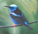 [Red-legged Honeycreeper]