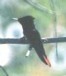 [Ruby-topaz Hummingbird]