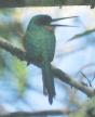 [Rufous-tailed Jacamar]