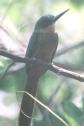 [Rufous-tailed Jacamar]