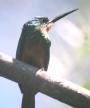 [Rufous-tailed Jacamar]