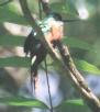 [Rufous-tailed Jacamar]