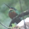 [Rufous-tailed Jacamar]