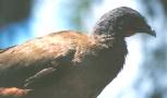 [Rufous-vented Chachalaca]