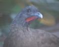 [Rufous-vented Chachalaca]