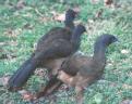 [Rufous-vented Chachalaca]