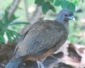 [Rufous-vented Chachalaca]