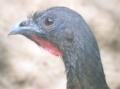 [Rufous-vented Chachalaca]