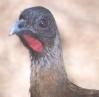 [Rufous-vented Chachalaca]