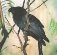 [Smooth-billed Ani]