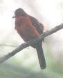 [Silver-beaked Tanager]