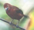 [Silver-beaked Tanager]