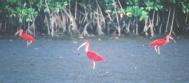 [Scarlet Ibis]
