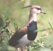 [Southern Lapwing]