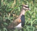 [Southern Lapwing]