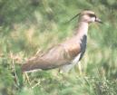 [Southern Lapwing]