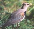 [Southern Lapwing]