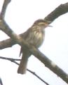 [Streaked Flycatcher]