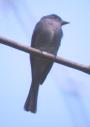 [Tropical Pewee]