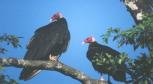 [Turkey Vulture]