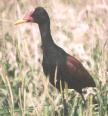 [Wattled Jacana]