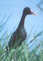 [Wattled Jacana]