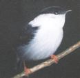 [White-bearded Manakin]