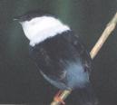 [White-bearded Manakin]