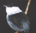 [White-bearded Manakin]