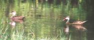 [White-cheeked Pintail]