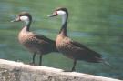 [White-cheeked Pintail]