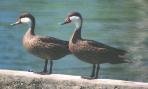 [White-cheeked Pintail]