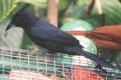 [White-lined Tanager]