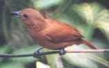 [White-lined Tanager]