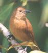 [White-lined Tanager]