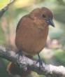 [White-lined Tanager]