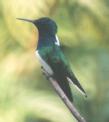 [White-necked Jacobin]