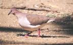 [White-tipped Dove]