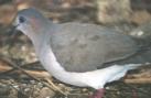 [White-tipped Dove]