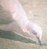 [White-tipped Dove]