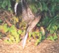 [White-tailed Nightjar]