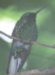 [White-tailed Sabrewing]