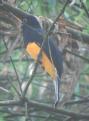 [White-tailed Trogon]